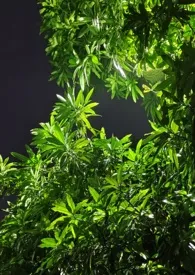 夏风缠绵