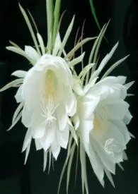 晚昙（王者荣耀，电竞，群百，百合，NPH）