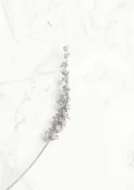 人品低劣的作家